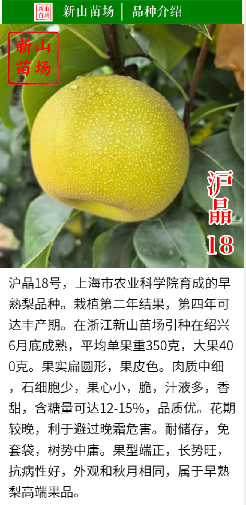 【沪晶18号梨苗】早熟秋月新蜜玉梨换代新品夏之蜜梨树苗