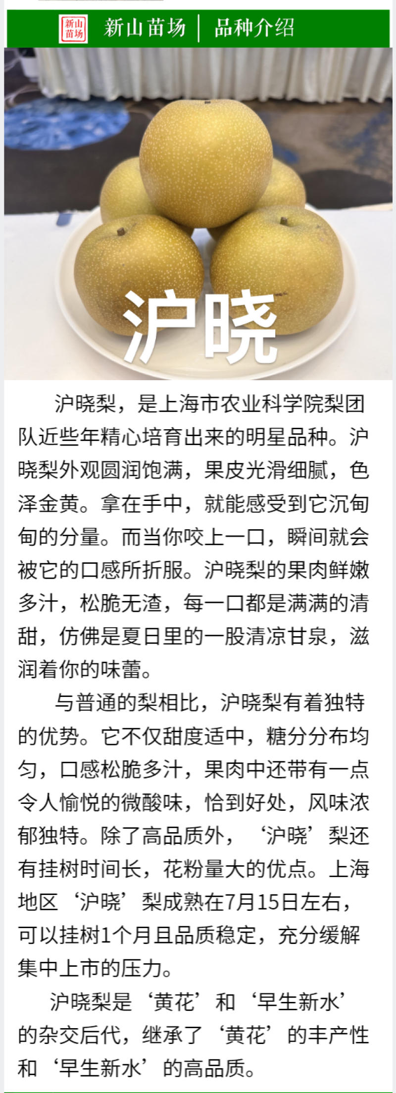 沪晓梨苗上海农科院新品7月翠冠梨升级版早生新水梨树苗