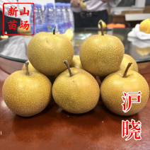 沪晓梨苗上海农科院新品7月翠冠梨升级版早生新水梨树苗