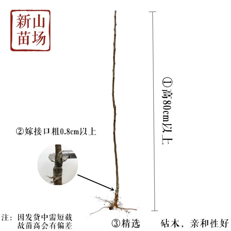 沪晓梨苗上海农科院新品7月翠冠梨升级版早生新水梨树苗