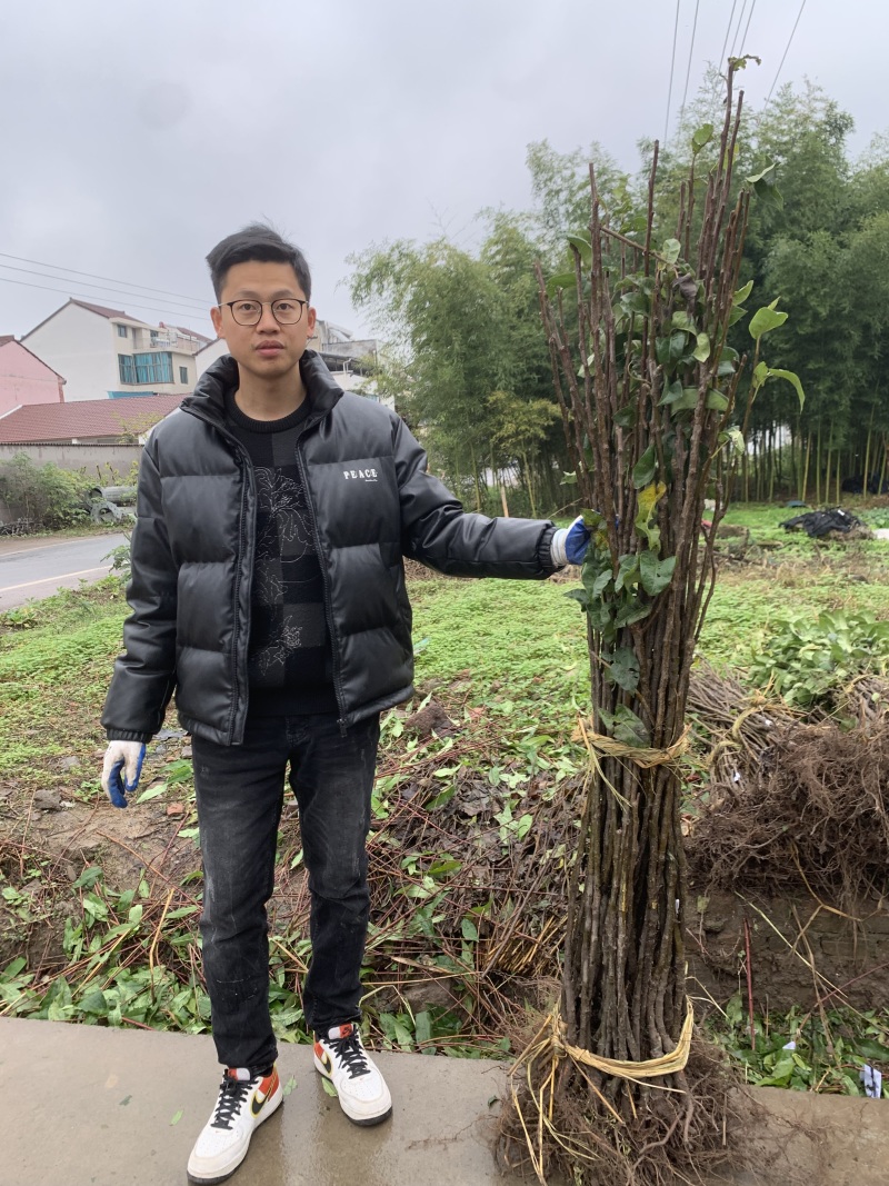 沪晓梨苗上海农科院新品7月翠冠梨升级版早生新水梨树苗