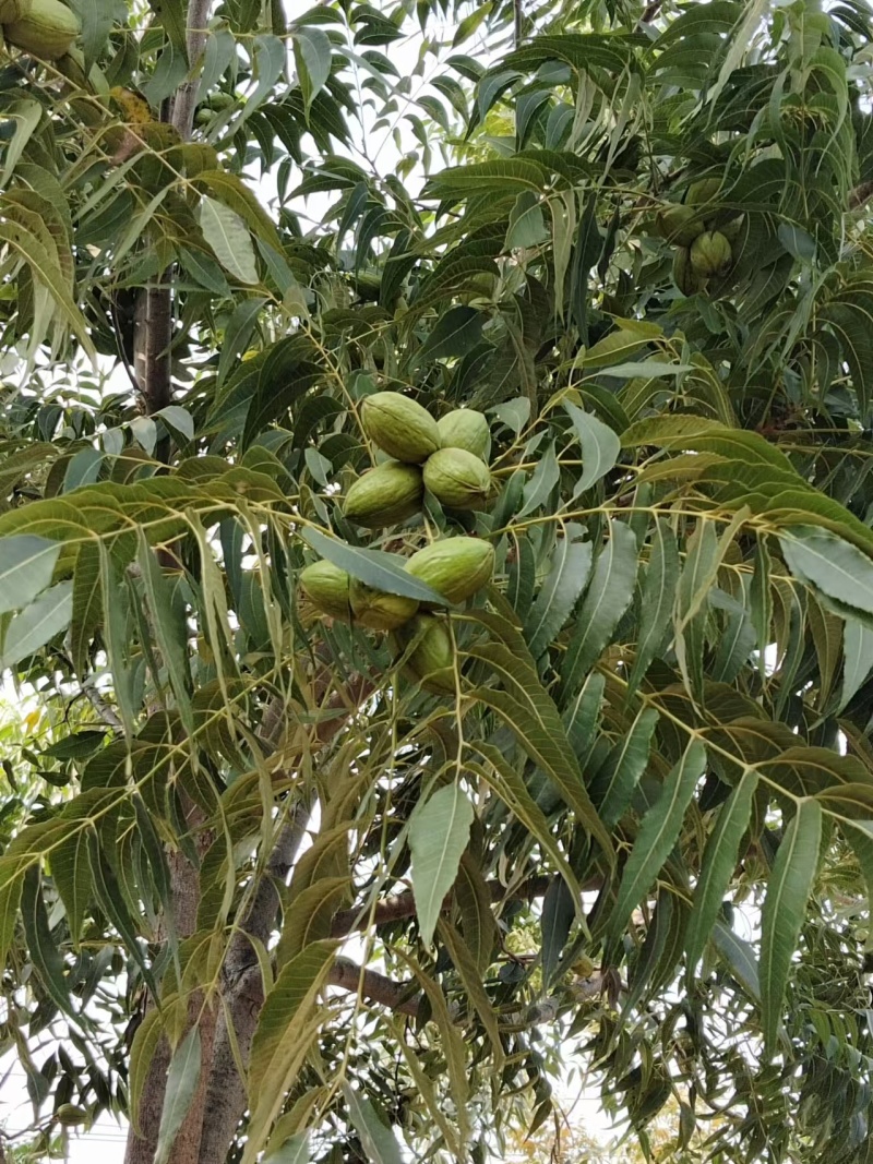 碧根果/河南碧根果园/新鲜碧根果现摘现发价格可谈