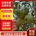 碧根果/河南碧根果园/新鲜碧根果现摘现发价格可谈