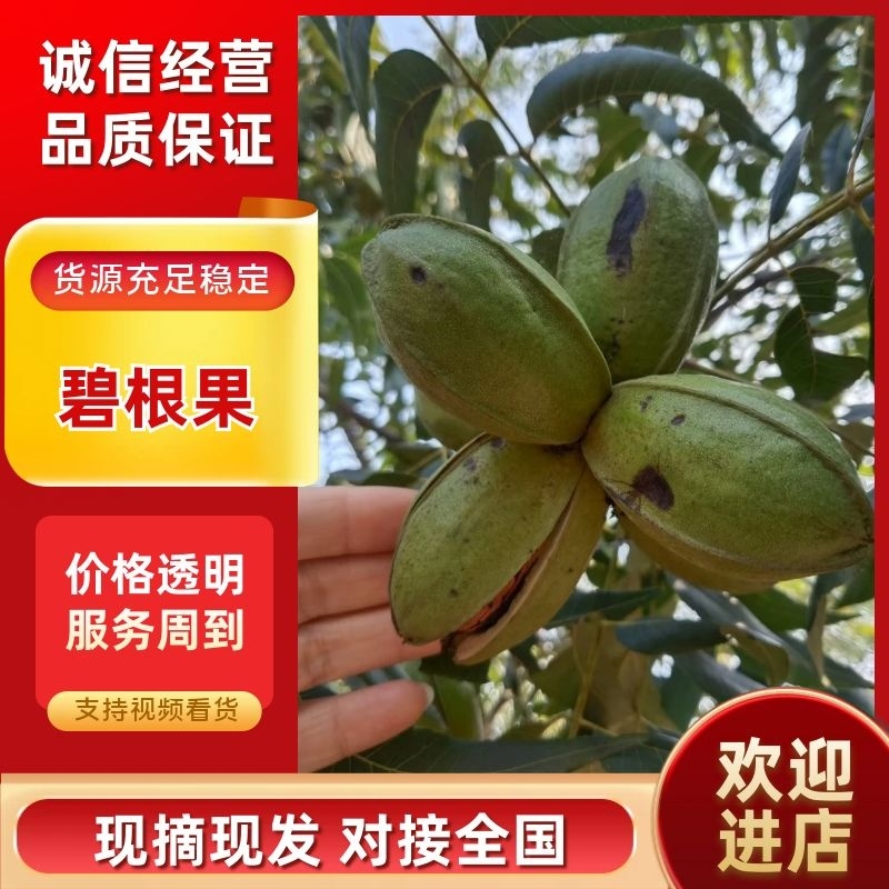 碧根果/河南碧根果园/新鲜碧根果现摘现发价格可谈