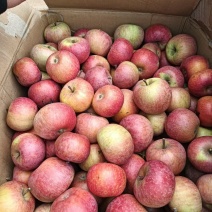 热卖中河北国光苹果地苹脆甜多汁量大价优支持视频看货
