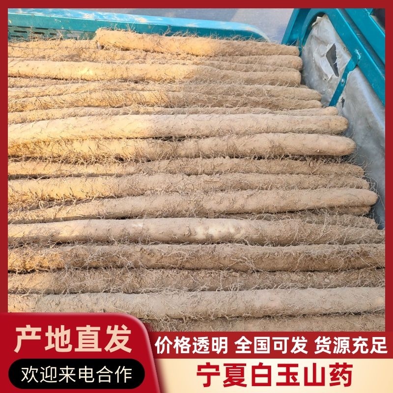 宁夏白玉山药产地一手货源对接电商市场超市
