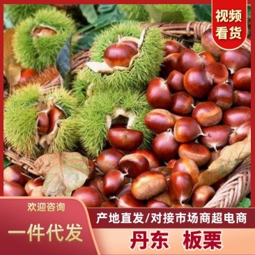 辽宁丹东板栗新鲜上市，一手货源支持电商一件代发供商超市场