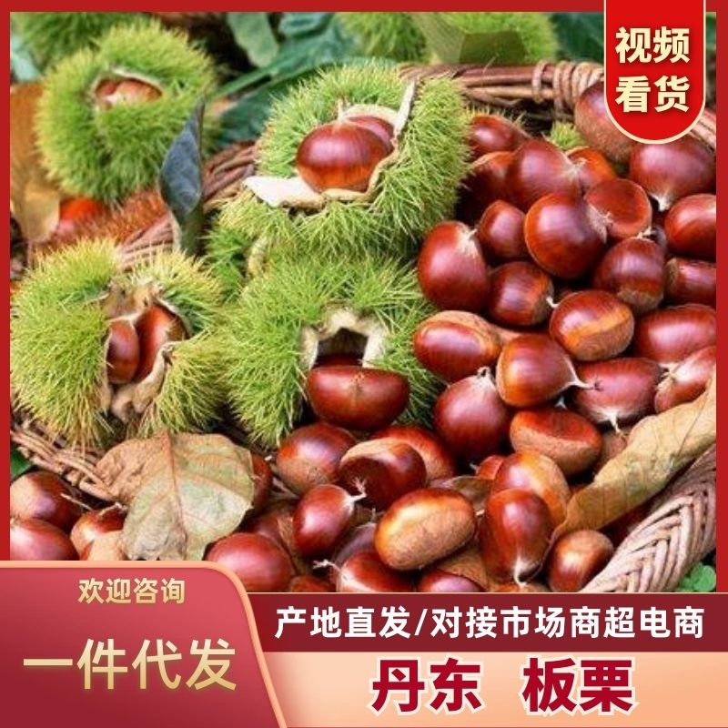 辽宁丹东板栗新鲜上市，一手货源支持电商一件代发供商超市场