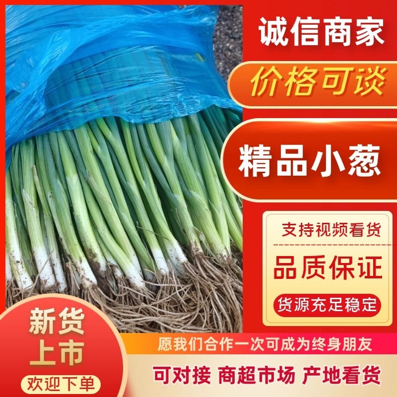 精品小葱，货源充足，供货稳定，产地供应，可视频看货