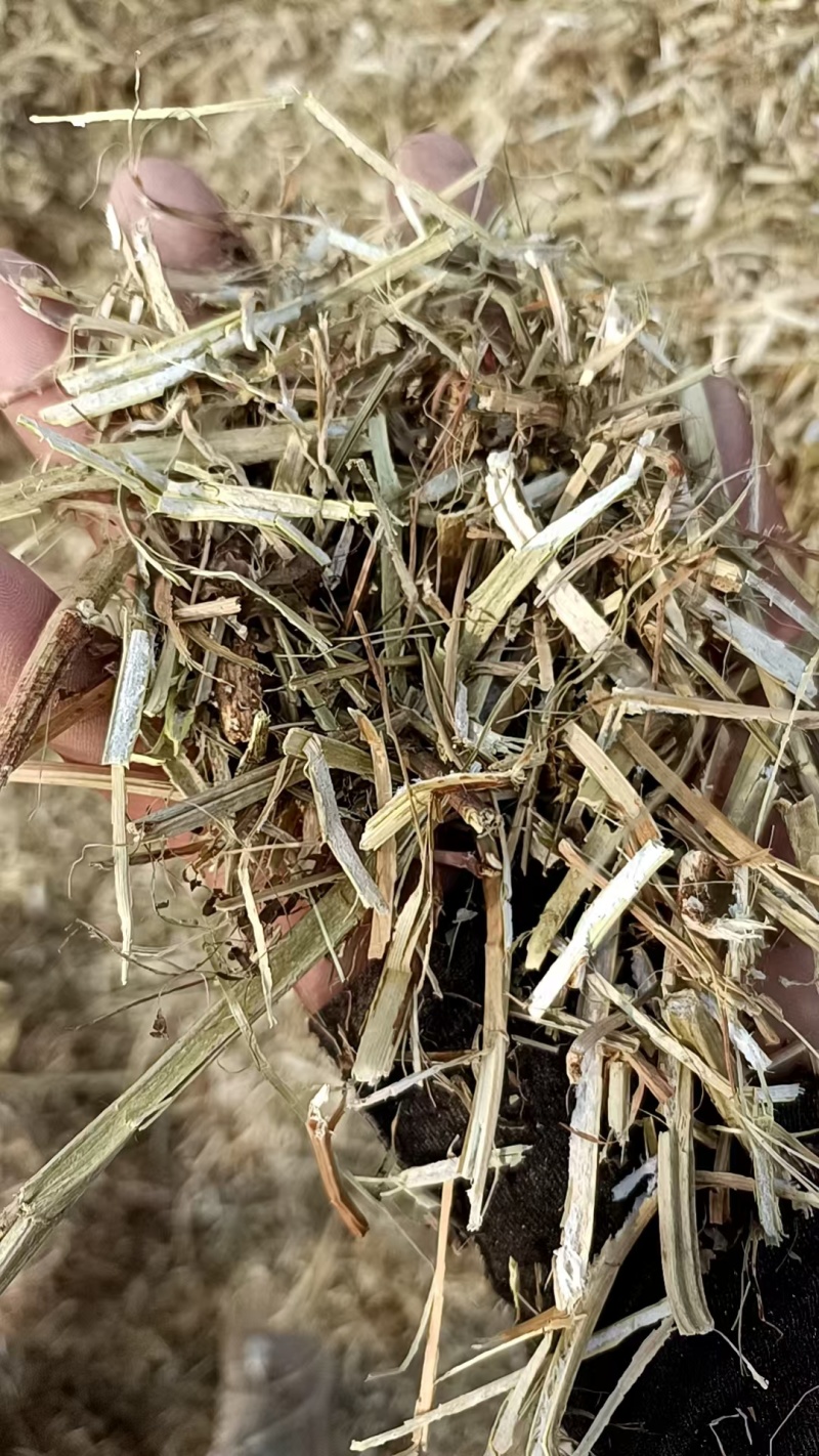 花生秧草牛羊饲料一手货源常年批发供应可实地看货视频看货