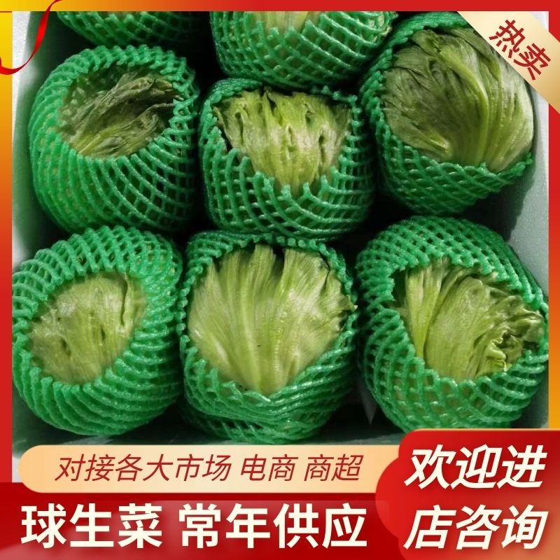 球生菜产地直供价格美丽一手货源可视频看货欢迎致电