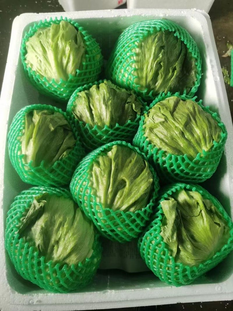 球生菜产地直供价格美丽一手货源可视频看货欢迎致电