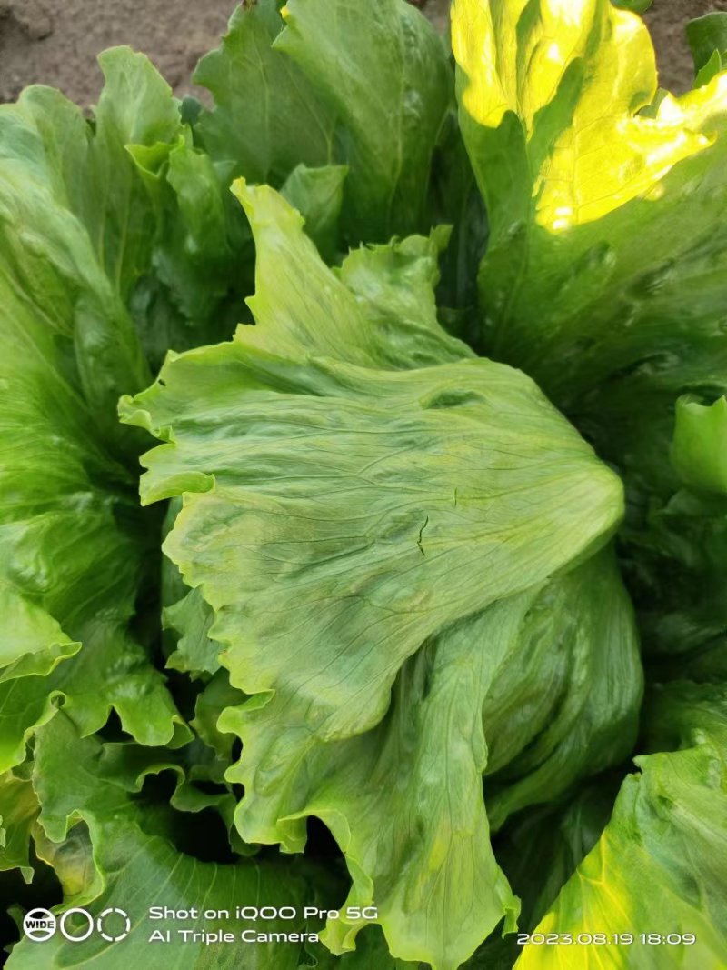 球生菜产地直供价格美丽一手货源可视频看货欢迎致电