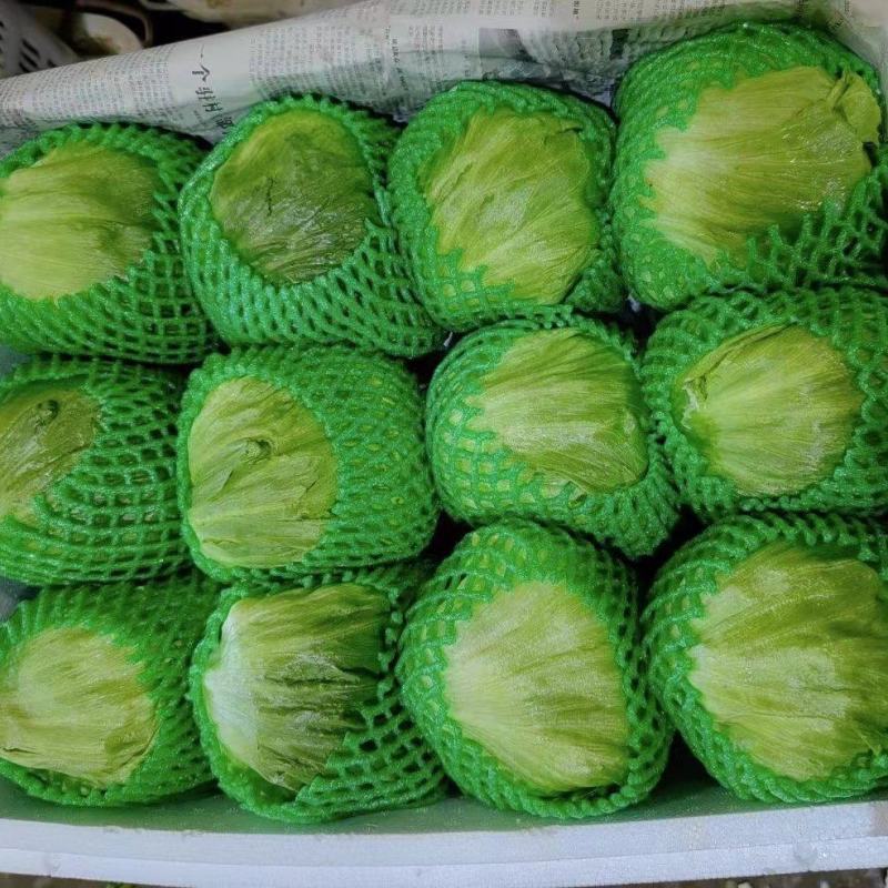 球生菜产地直供价格美丽一手货源可视频看货欢迎致电