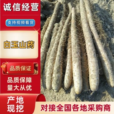 【量大优选】榆林精品山药白玉山药产地一手货源来单