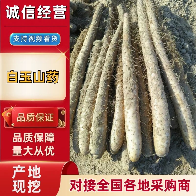 【量大优选】榆林精品山药白玉山药产地一手货源来单