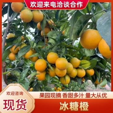 湖南麻阳冰糖橙产地直发口感甜皮薄多汁供应商超市场