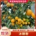 湖南麻阳冰糖橙产地直发口感甜皮薄多汁供应商超市场