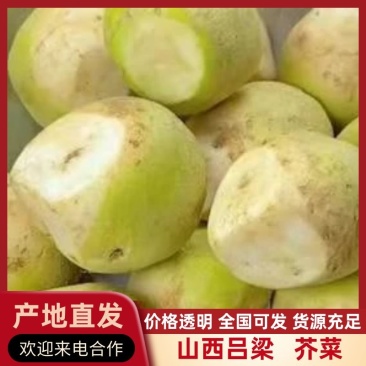 山西吕梁芥菜一手货，蔬菜基地直发，视频看货