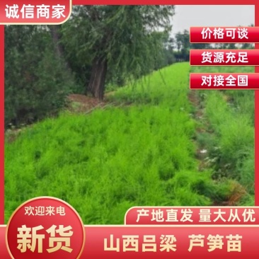 山西吕梁芦笋苗，苗圃基地直发现挖现发，抗病毒