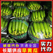 【优选】精品旱黄瓜优惠多多绥中旱黄瓜产地专业代办