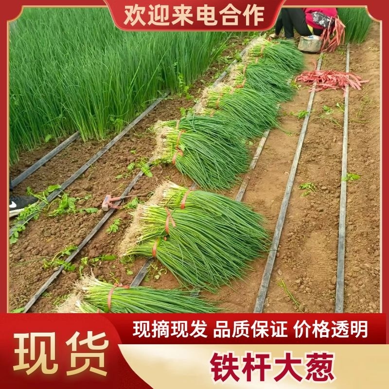 1000亩铁杆大葱上市，产地直供对接全国市场，超市食品厂