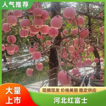 河北精品红富士苹果，产地直发对接商超团购档口供应链