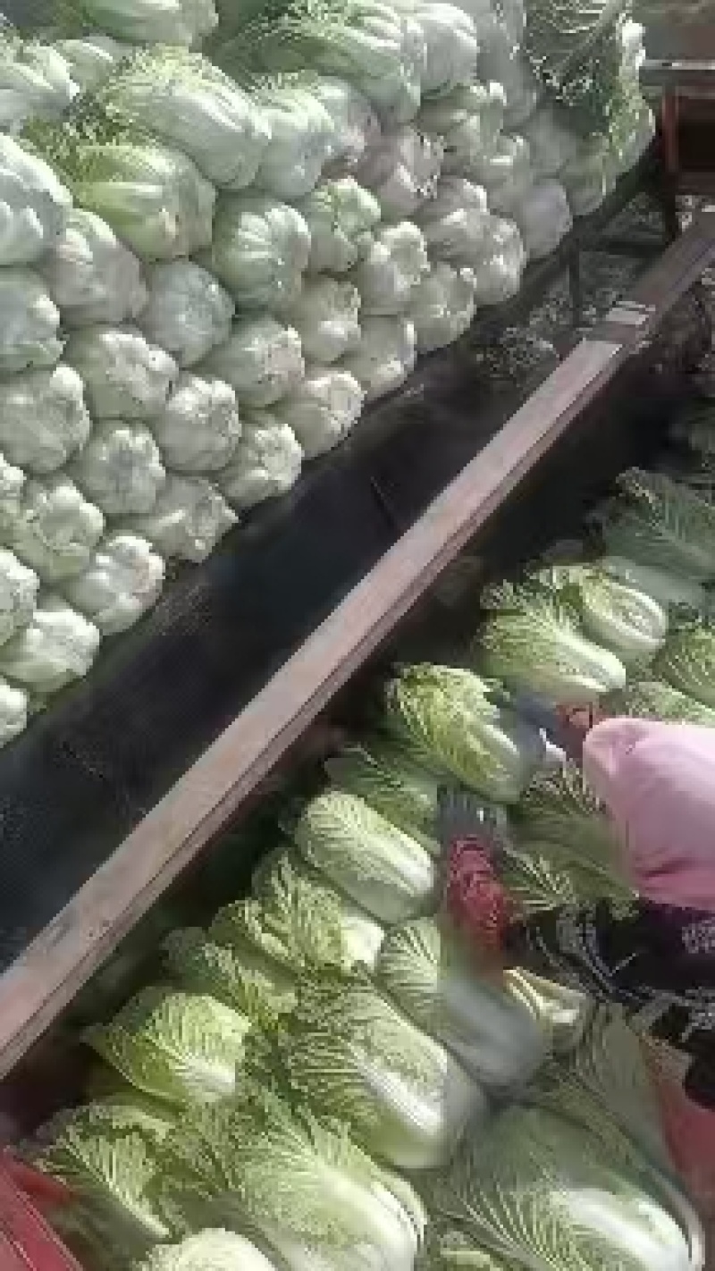 【实力】黄心白菜宁夏大白菜新鲜蔬菜批发市场工厂