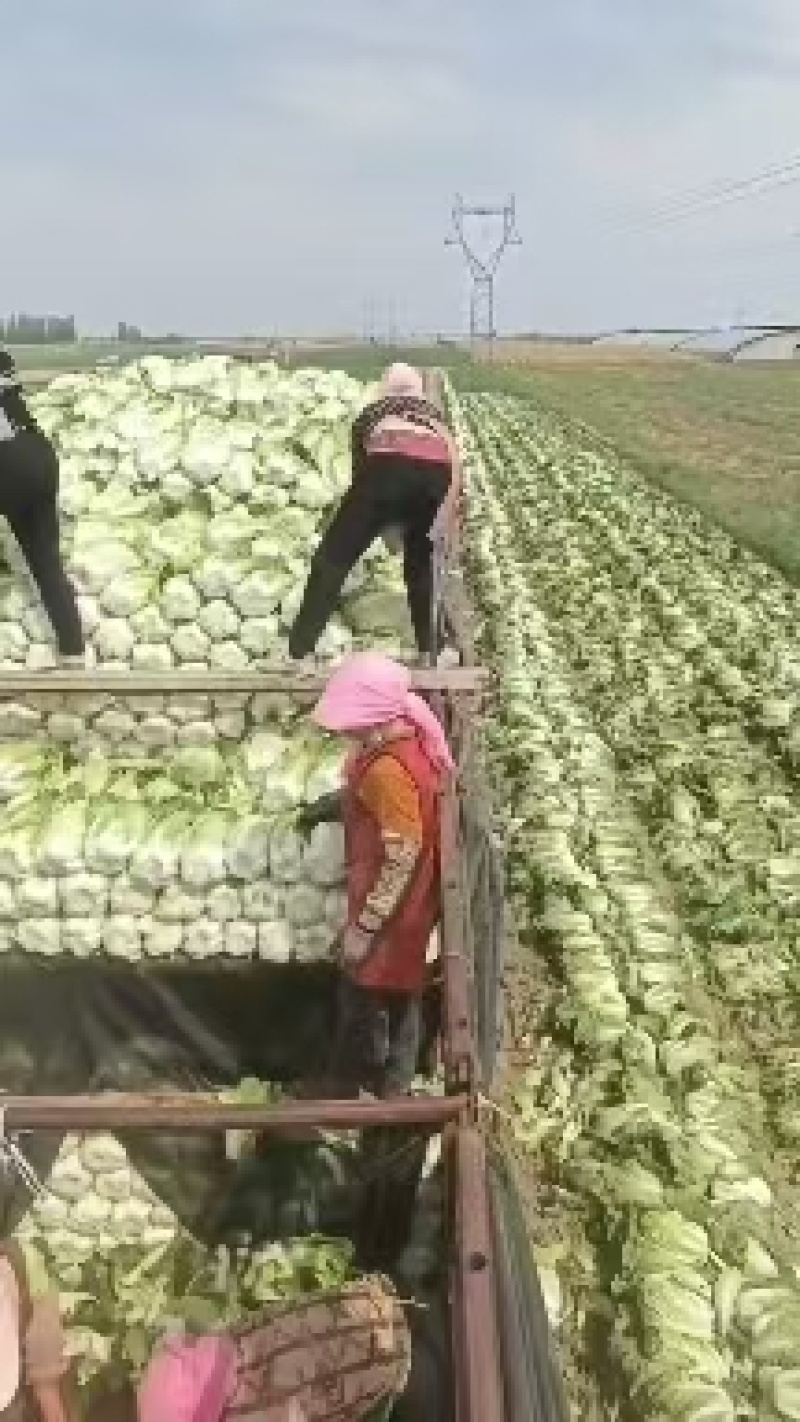 【实力】黄心白菜宁夏大白菜新鲜蔬菜批发市场工厂