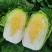 【实力】黄心白菜宁夏大白菜新鲜蔬菜批发市场工厂