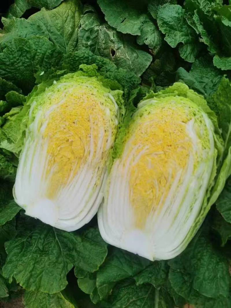 【实力】黄心白菜宁夏大白菜新鲜蔬菜批发市场工厂