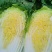 【实力】黄心白菜宁夏大白菜新鲜蔬菜批发市场工厂