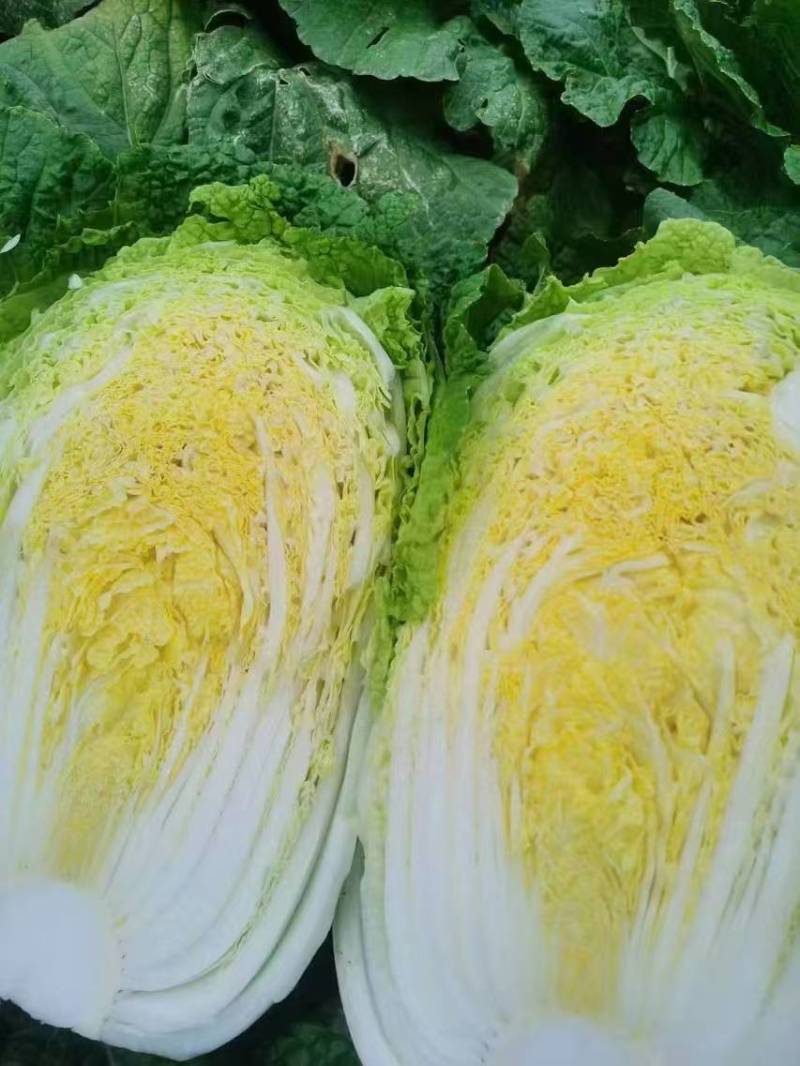【实力】黄心白菜宁夏大白菜新鲜蔬菜批发市场工厂