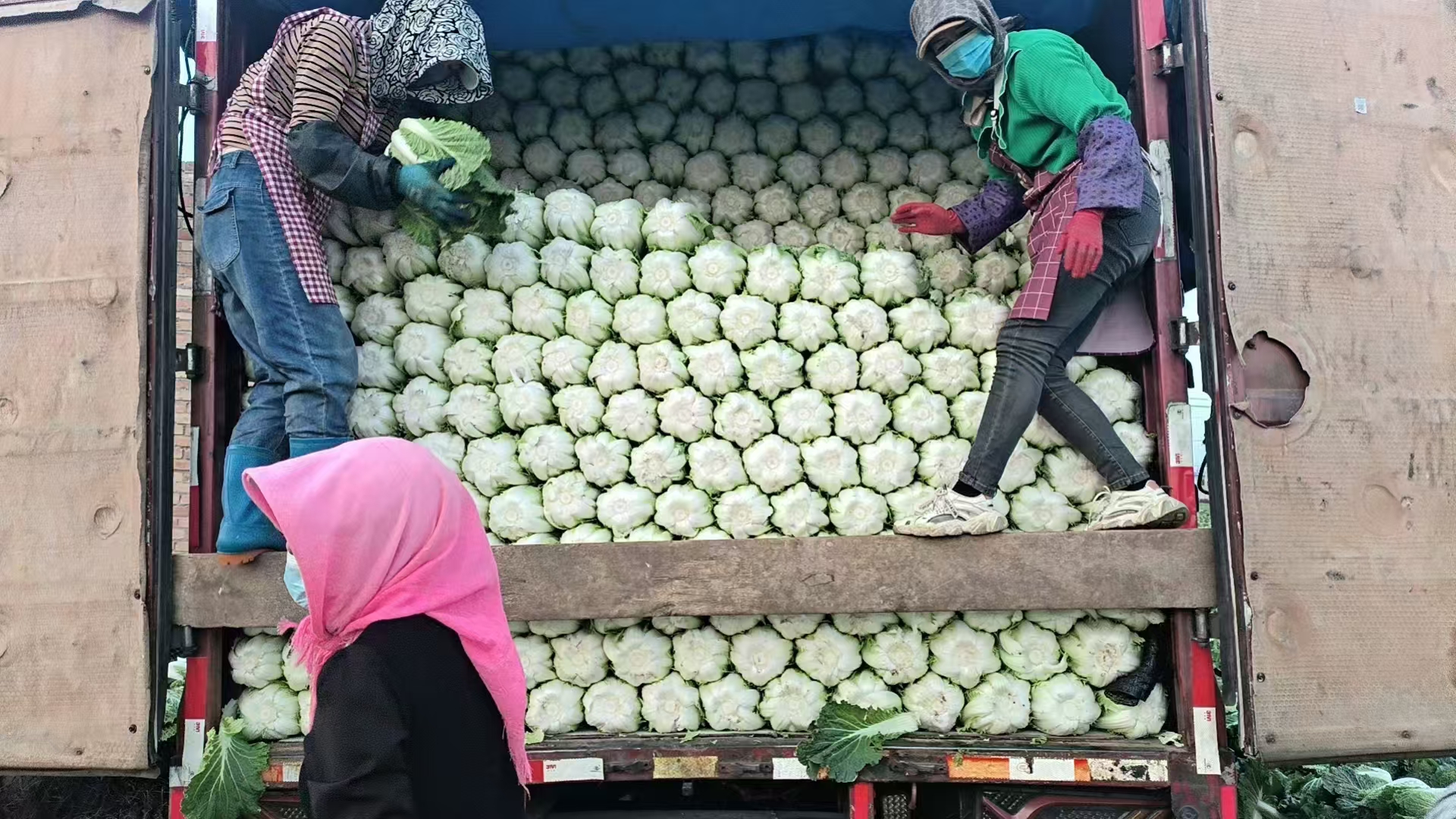 黄心白菜成熟后,正在田间进行采收和整理,准备运输 黄心白菜成熟后的采收与整理过程