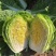 【实力】黄心白菜宁夏大白菜新鲜蔬菜批发市场工厂