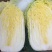 黄心白菜宁夏大白菜批发全国发货整车走货欢迎选购