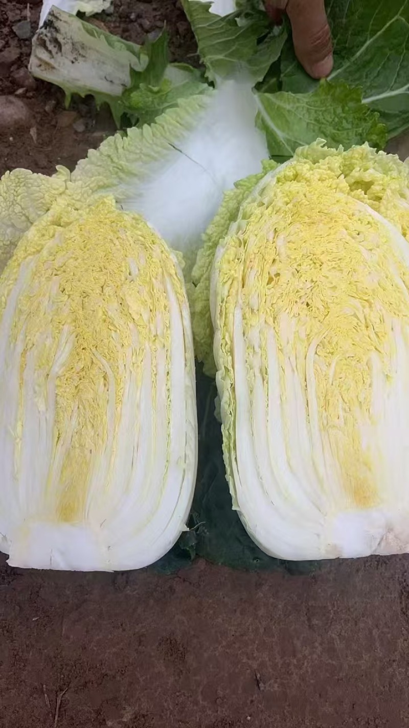 黄心白菜宁夏大白菜批发全国发货整车走货欢迎选购