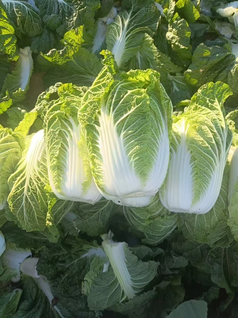 黄心白菜宁夏大白菜批发全国发货整车走货欢迎选购