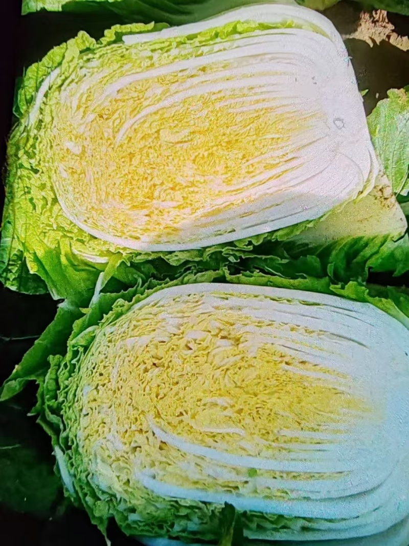 黄心白菜宁夏大白菜批发全国发货整车走货欢迎选购
