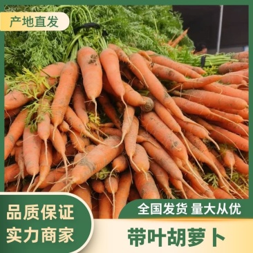 精品胡萝卜带叶红萝卜半苗电商货规格齐全量大从优