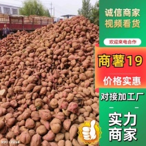 商薯19，大量供应加工厂，全国发货，价格便宜，欢迎来电
