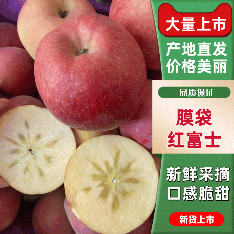 河北膜袋红富士苹果冰糖心苹果产地一手货价格可谈电联采购