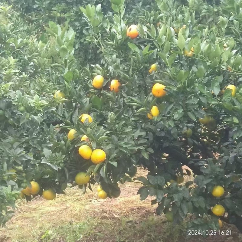浙江三门县蜜桔大量现货欢迎各地客商洽谈合作诚信经营