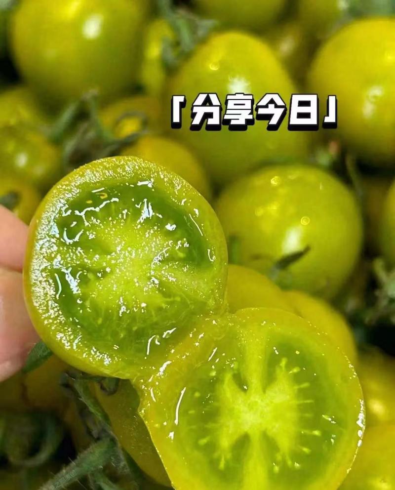 青口蜜苗樱桃番茄苗果型好风味好皮厚耐运输单果重25克左右