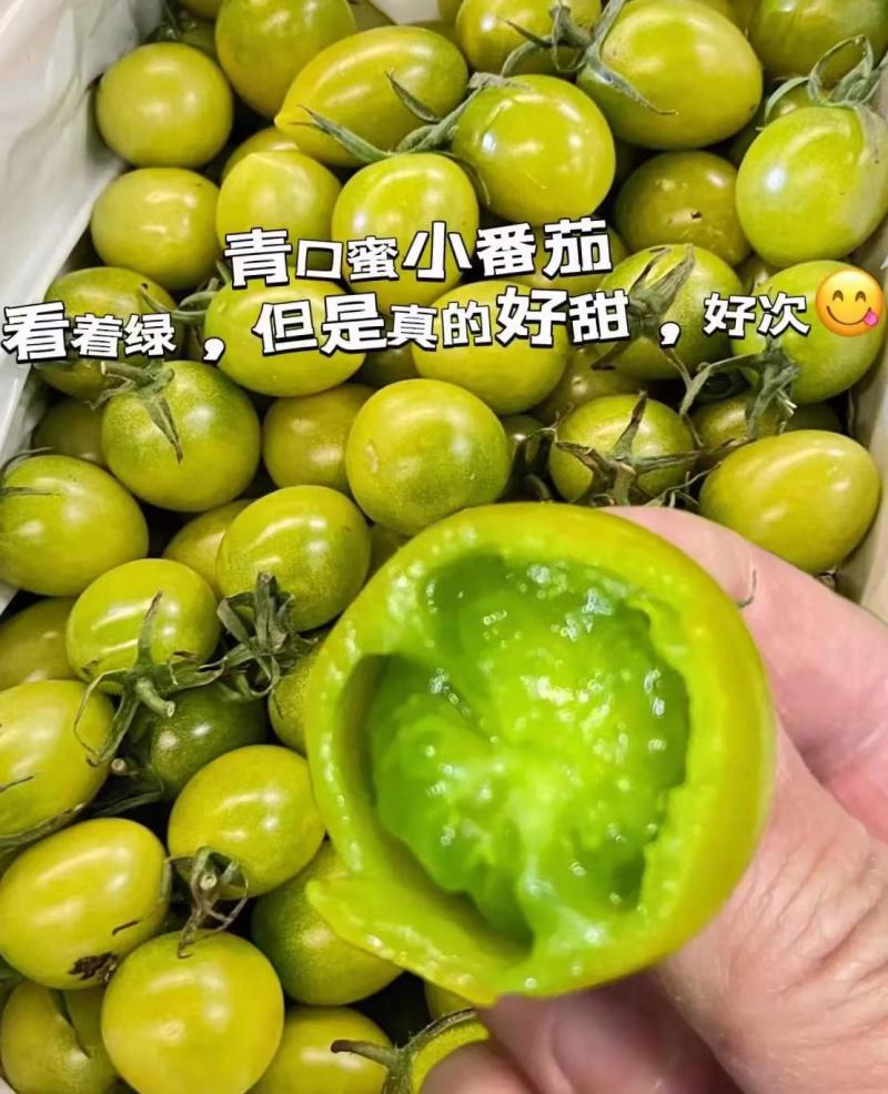 青口蜜苗樱桃番茄苗果型好风味好皮厚耐运输单果重25克左右