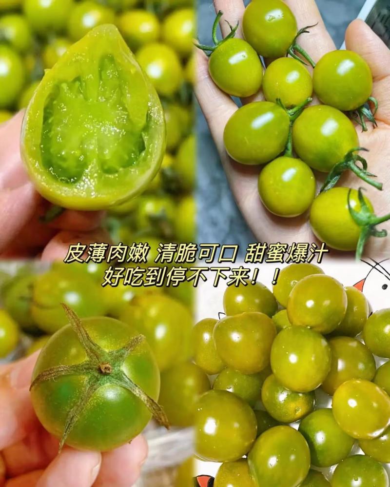 青口蜜苗樱桃番茄苗果型好风味好皮厚耐运输单果重25克左右