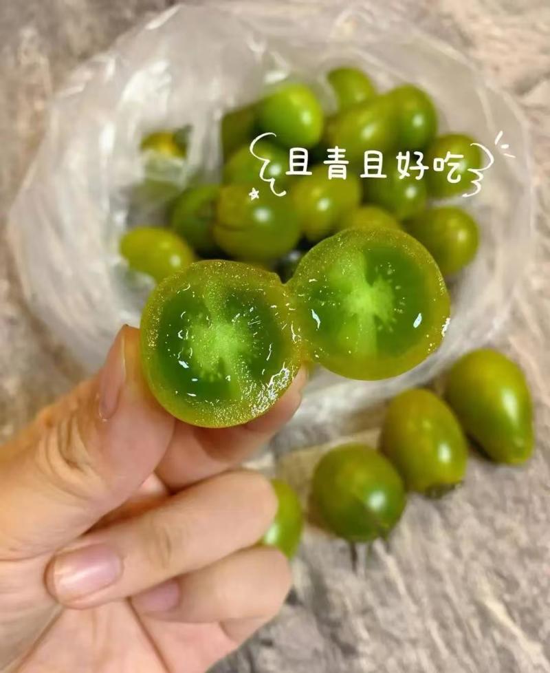 青口蜜苗樱桃番茄苗果型好风味好皮厚耐运输单果重25克左右