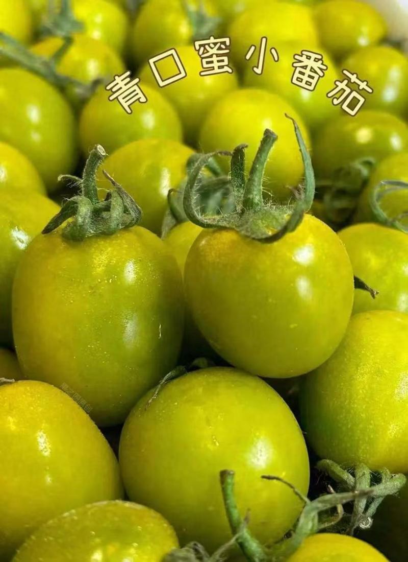 青口蜜苗樱桃番茄苗果型好风味好皮厚耐运输单果重25克左右