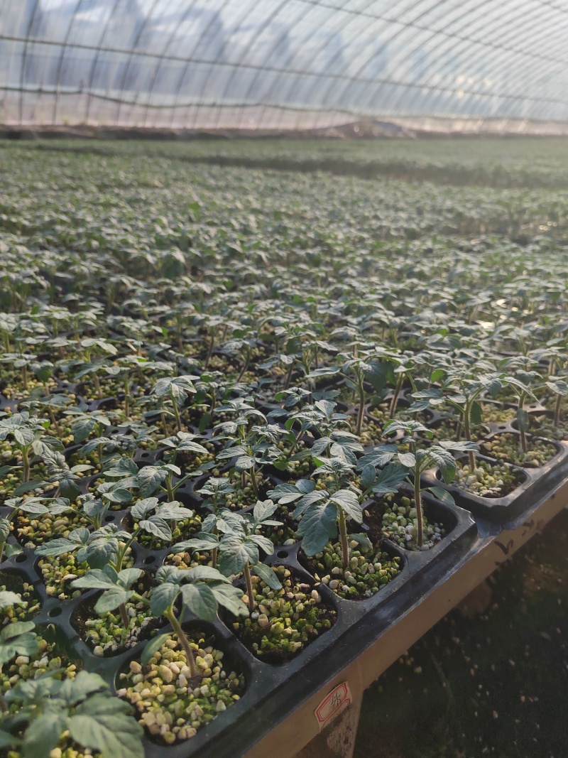 青口蜜苗樱桃番茄苗果型好风味好皮厚耐运输单果重25克左右