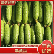旱黄瓜渣子，瓜漏，二瓜，适合，食堂，咸菜厂，小卖，平台，